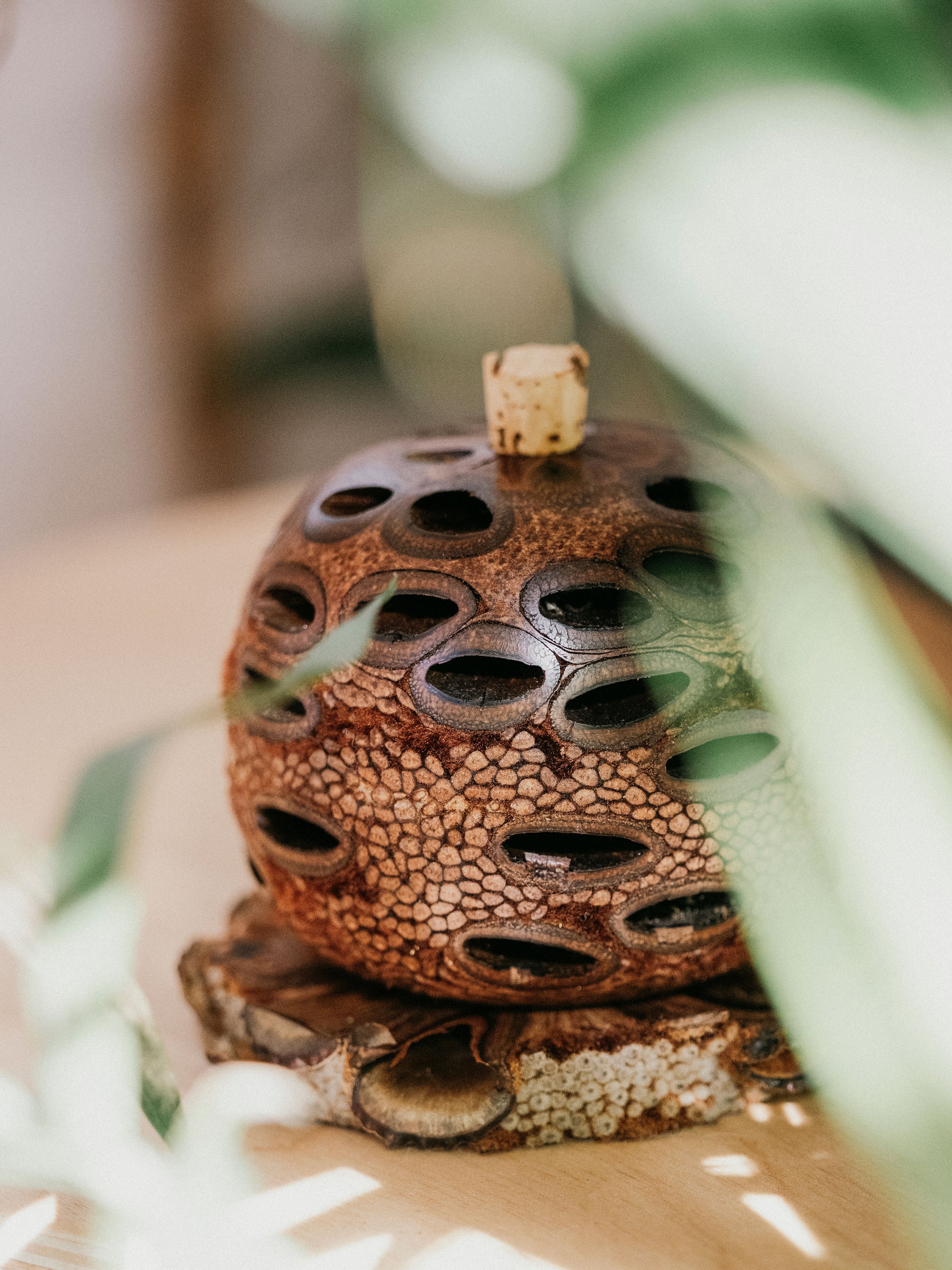 Banksia Diffusers & Oils